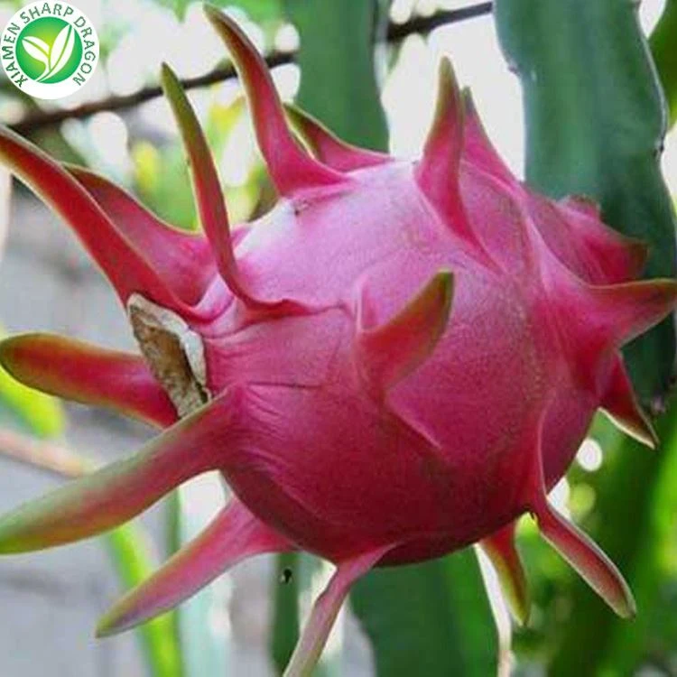 Red Dragon Fruit Red Dragon Fruit