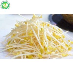 Green Bean Sprouts Yellow