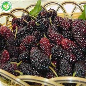 Frossen stalkless Mulberry