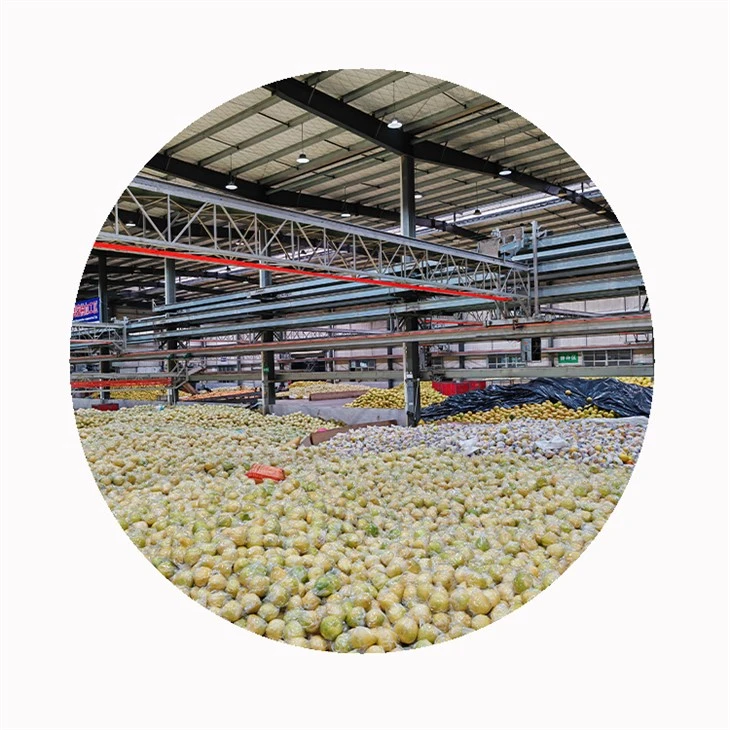 fresh citrus supplier